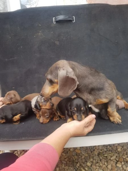 Regalo giocoso bassotto maschio e femmina | Foto 2