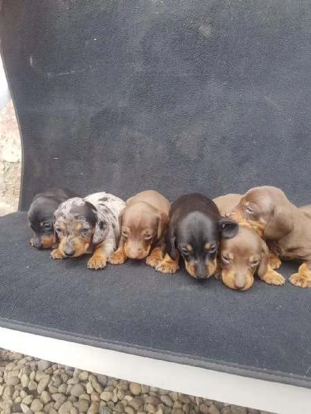 Regalo giocoso bassotto maschio e femmina | Foto 1