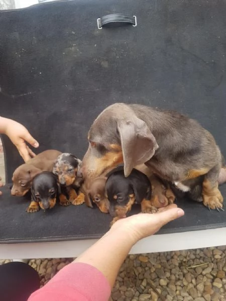 Regalo giocoso bassotto maschio e femmina | Foto 0