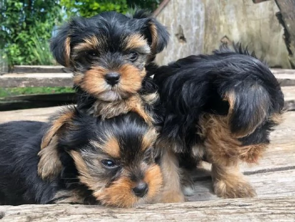 Regalo giocoso yorkshire maschio e femmina