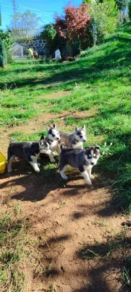 Regalo giocoso Husky maschio e femmina | Foto 2