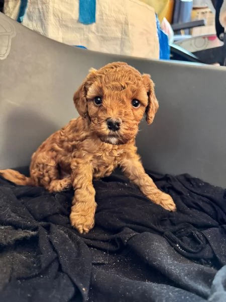 cucciolo di barboncino toy | Foto 2