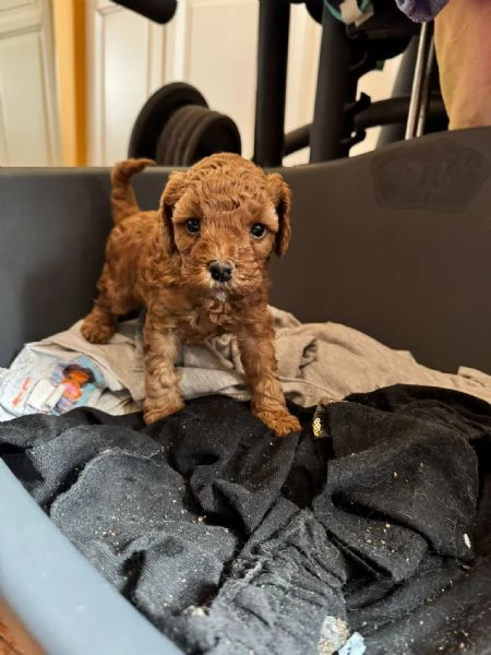 cucciolo di barboncino toy | Foto 3