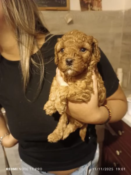 cucciolo di barboncino toy | Foto 1