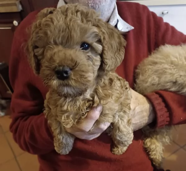 cucciolo di barboncino toy