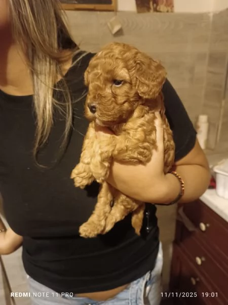 cucciolo di barboncino toy | Foto 0