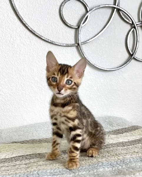 Disponibile bengala brown spotted tabby