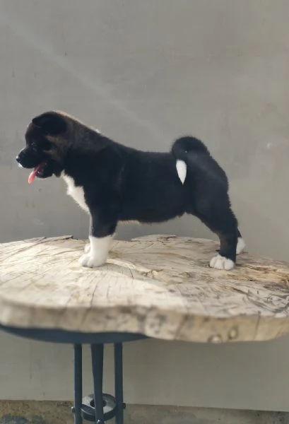 Akita americano cuccioli | Foto 6