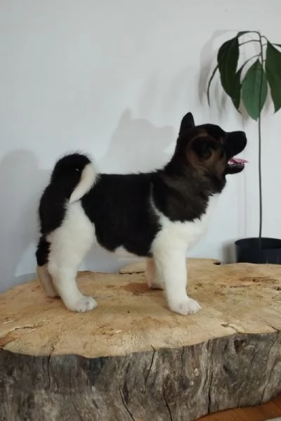 Akita americano cuccioli | Foto 5