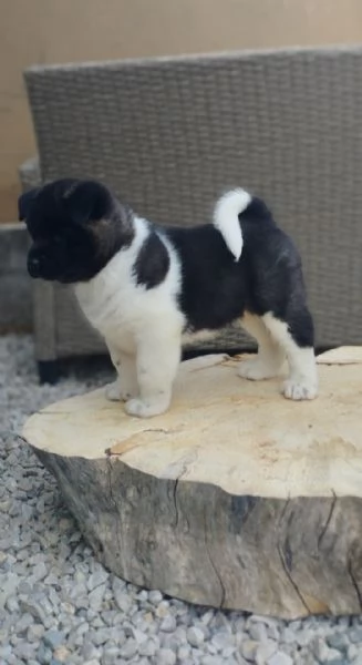 Akita americano cuccioli | Foto 4