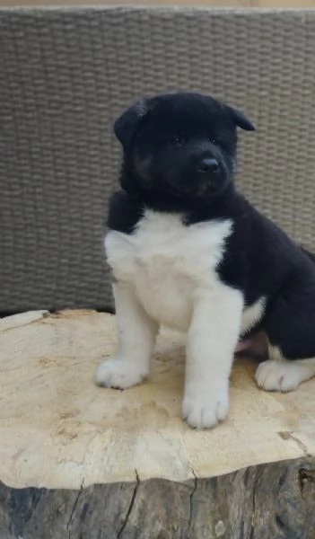 Akita americano cuccioli | Foto 3
