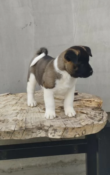 Akita americano cuccioli | Foto 2
