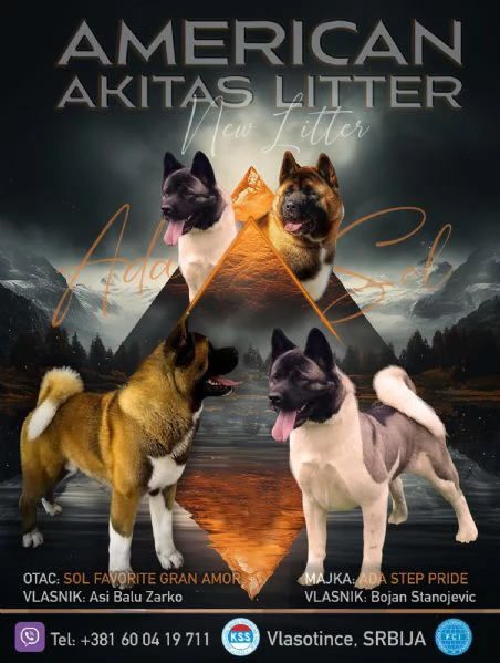 Akita americano cuccioli