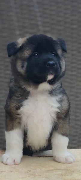 Akita americano cuccioli | Foto 1