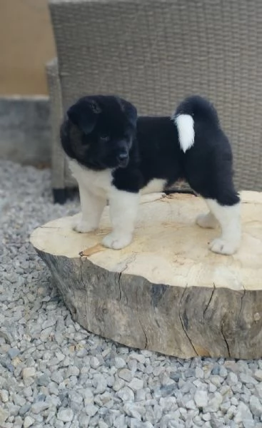 Akita americano cuccioli | Foto 0