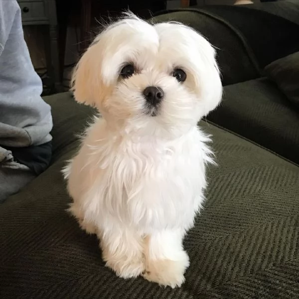 Cuccioli di razza MINI Maltese