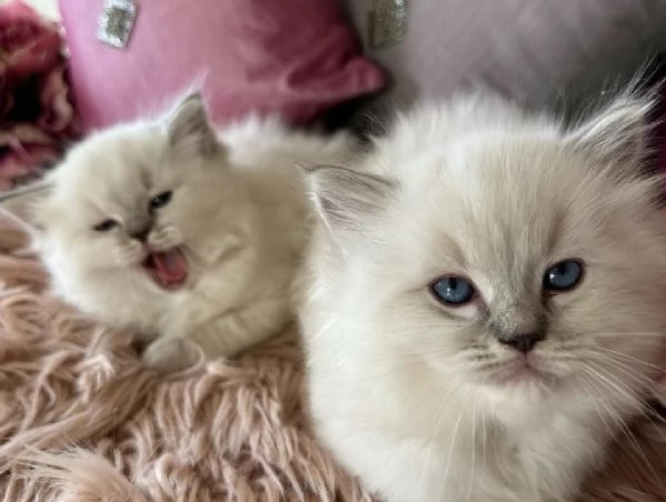 Cuccioli Ragdoll con pedigree | Foto 0