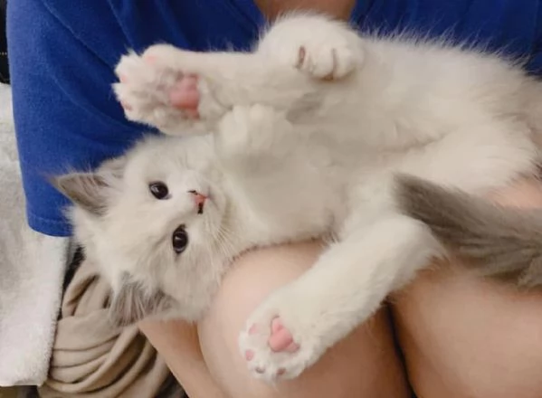 Bellissimi e dolcissimi cuccioli di Ragdoll!!!  | Foto 0