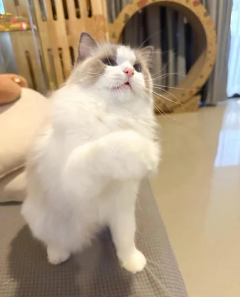 Dolcissimo Cuccioli Ragdoll!!!