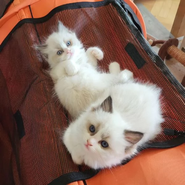 Gattini Ragdoll!!!! | Foto 0