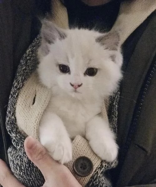 Cuccioli ragdoll