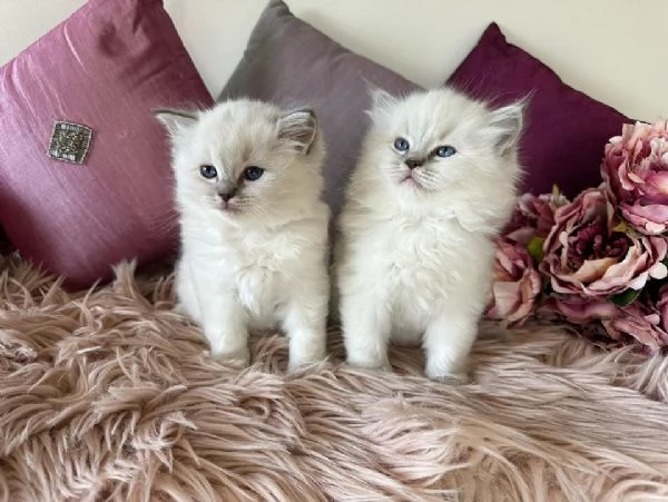 Cuccioli Ragdoll con pedigree