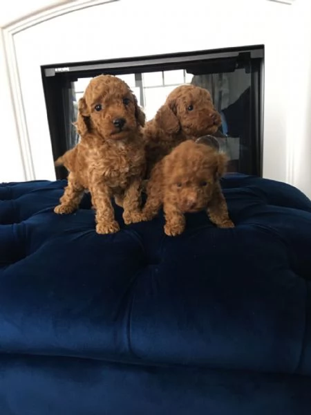 cuccioli di barboncino toy | Foto 0