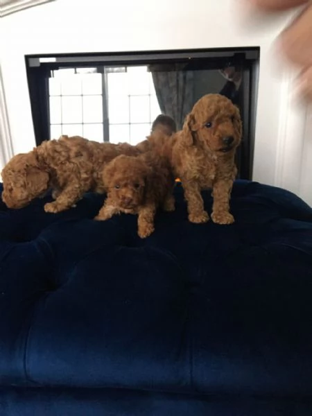 cuccioli di barboncino toy