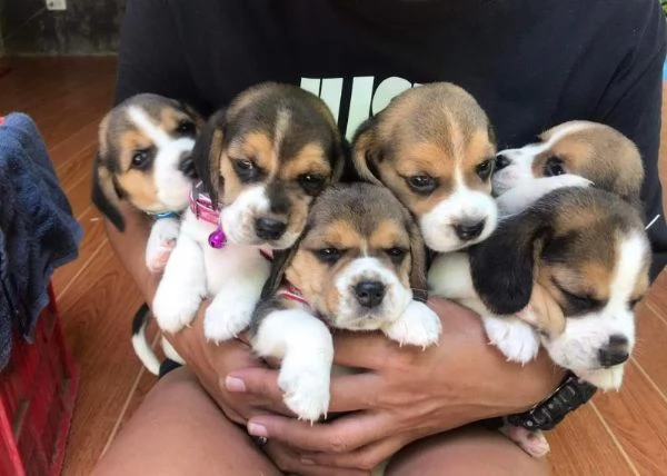 Cuccioli di Beagle puro pronti