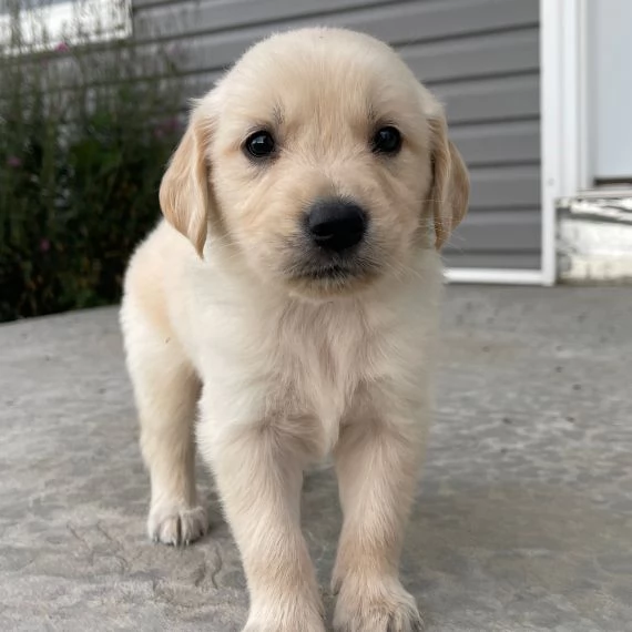 Golden retriever