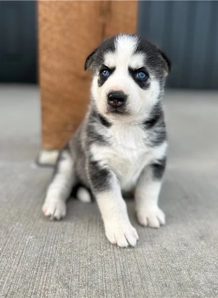 Cuccioli di razza Siberian Husky