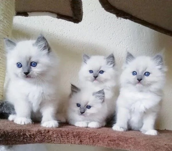 Disponibili gattini Ragdoll