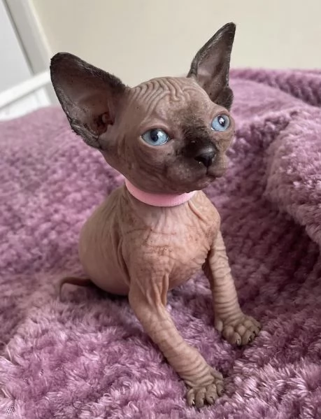 Disponibili gattini Sphynx