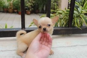 Ottimi cuccioli di chihuahua