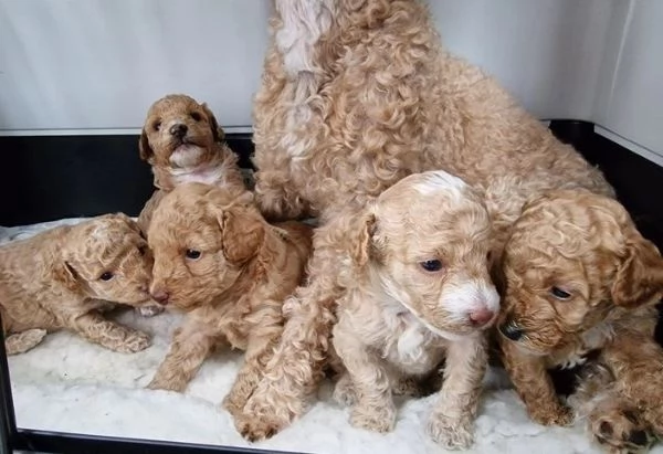 Cuccioli di barboncino toy | Foto 1