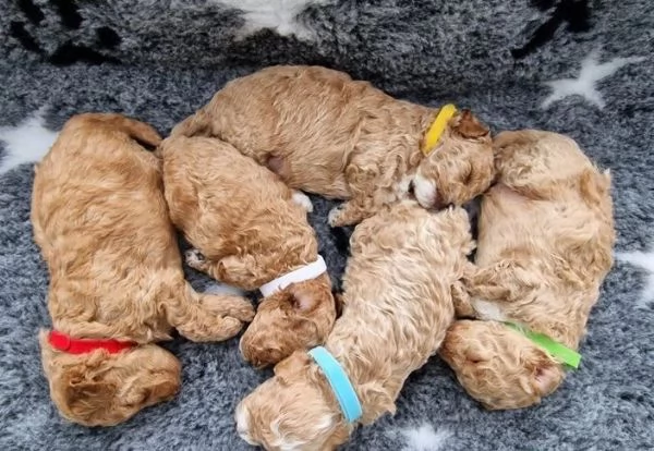 Cuccioli di barboncino toy | Foto 0