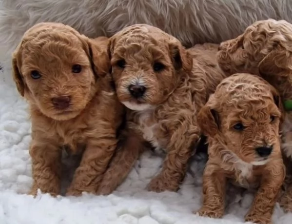 Cuccioli di barboncino toy