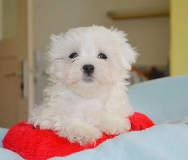 REGALO  ADOZIONE CUCCIOLI DI MALTESE MINI TOY | Foto 0