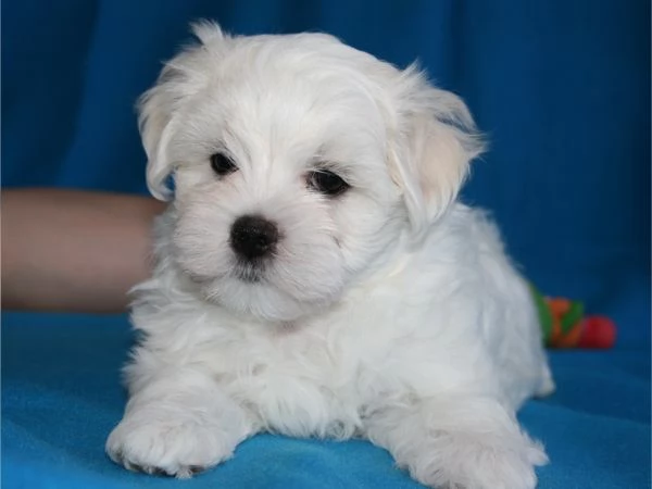 REGALO  ADOZIONE CUCCIOLI DI MALTESE MINI TOY