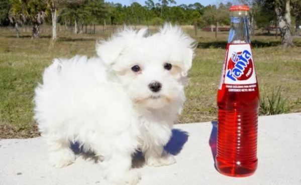 MALTESE MINI TOY per l'adozione. Regalo...contattare urgentement