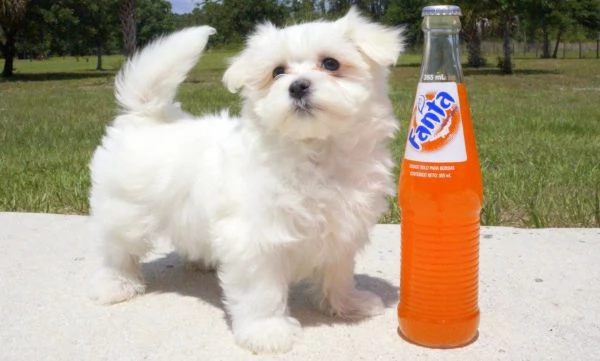 MALTESE MINI TOY per l'adozione. Regalo...contattare urgentement | Foto 0
