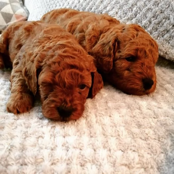 Cuccioli di barboncino 