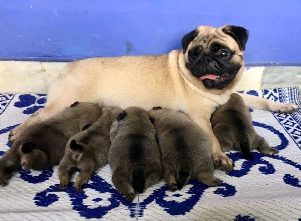 Cuccioli di carlino in adozione 