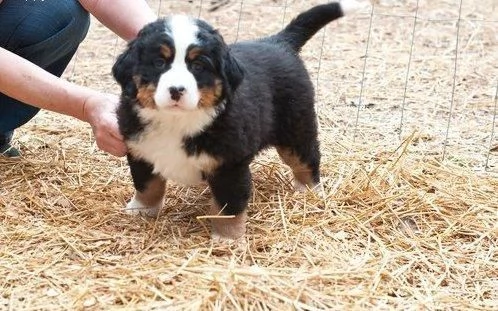 Simpatici cuccioli di montagna bernese 