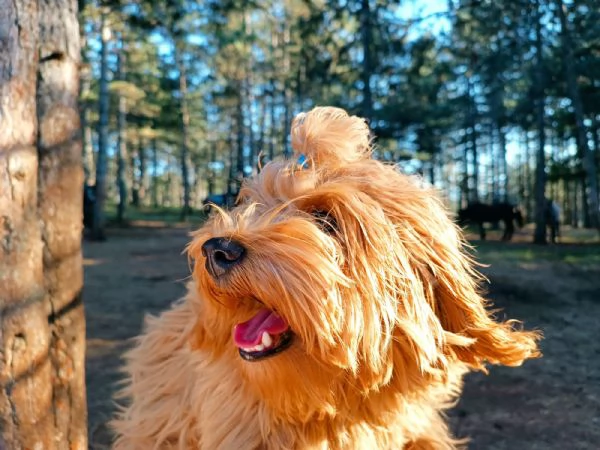 Bichon havanese maschio disponibile per la riproduzione | Foto 4