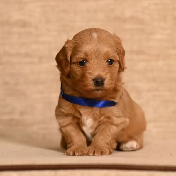 Bichon havanese maschio disponibile per la riproduzione