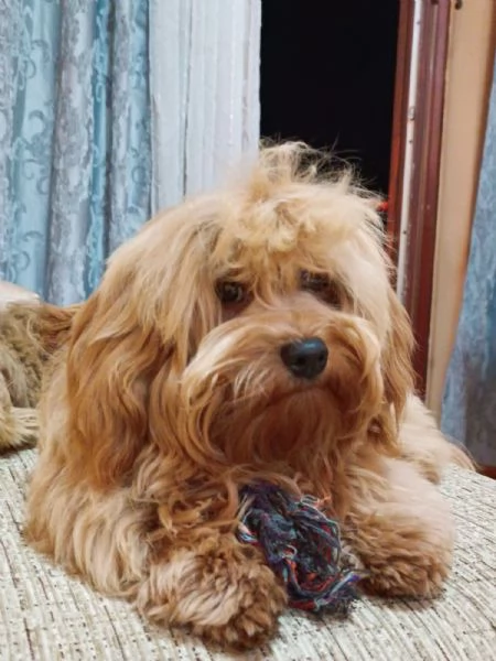 Bichon havanese maschio disponibile per la riproduzione | Foto 3