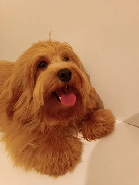 Bichon havanese maschio disponibile per la riproduzione | Foto 1