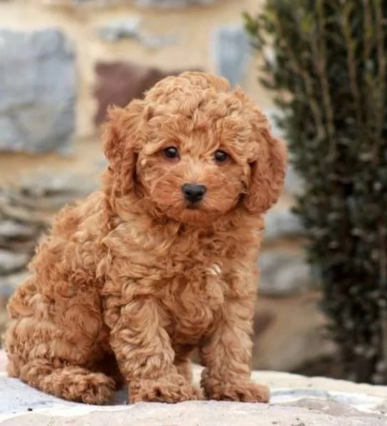 Cuccioli di barboncino 