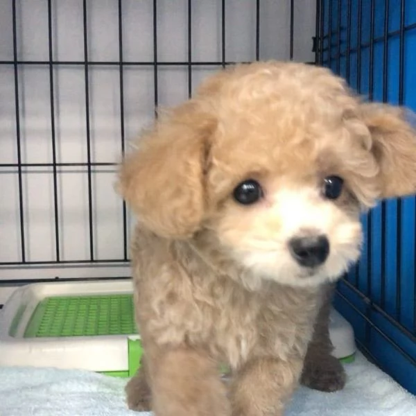 Regalo cucciolo di barboncino in adozione